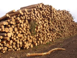 Регулирование экспорта леса