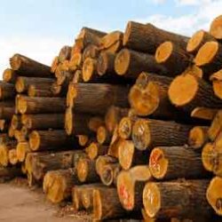 Экспорт леса в Китай могут запретить