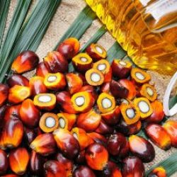 В России наметилось снижение импорта пальмового масла