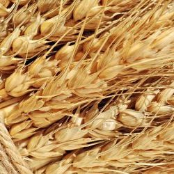 Будет ли введена пошлина на экспортные поставки зерна?