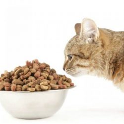 Допустимое количество пестицидов в корме для кошек не нормируется по законодательству