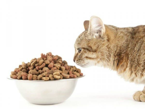 Допустимое количество пестицидов в корме для кошек не нормируется по законодательству